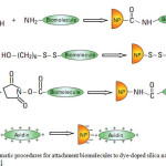 Figure 1: Schematic procedures for attachment biomolecules to dye-doped silica nanoparticles for bioanalysis[68].
