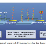 Figure 2: Schematic diagram of a sandwich DNA assay based on dye-doped silica nanoparticles [81].