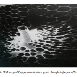 Figure3: A  SEM image of Copper microstructure  grown  through single-pore of Makrofol-KG.