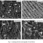 Fig. 2: scanning electron micrographs of used alloys