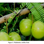 Figure 1: Phyllanthus emblica fruit