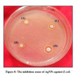 Figure 8: The inhibition zones of AgNPs against E.coli.