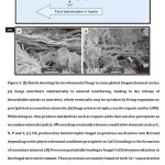 Figure 1: [I] Sketch showing the involvement of fungi in some global biogeochemical cycles;