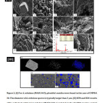 Figure 2: [I] For A. nidulans (MAD1445), plentiful conidia were found in the case of CMPDA 30. 