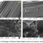                     Figure 6: SEM images of Thiourea Sodium Sulphate crystal (a, b) control (c, d) shocked